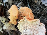 Hydnum rufescens image