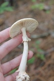 Amanita roseitincta image