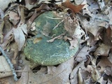 Lactarius atroviridis image