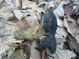Lactarius atroviridis image
