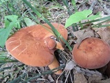 Lactarius volemus image
