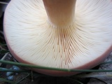 Lactarius volemus image