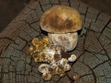 Boletus rex-veris image