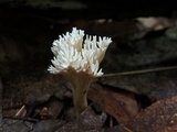 Lentaria byssiseda image