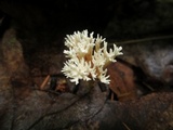 Lentaria byssiseda image