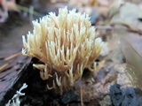 Lentaria byssiseda image