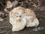 Postia fragilis image