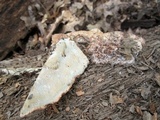 Postia fragilis image