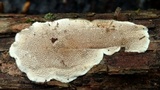 Cerrena unicolor image