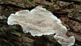Cerrena unicolor image