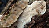 Cerrena unicolor image