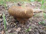 Paragyrodon sphaerosporus image