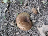 Paragyrodon sphaerosporus image