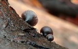 Resupinatus alboniger image