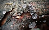 Resupinatus alboniger image