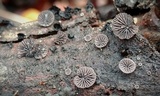 Resupinatus alboniger image