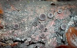 Resupinatus alboniger image
