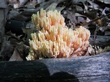 Ramaria formosa image