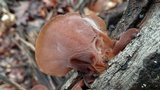 Auricularia fuscosuccinea image