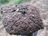 Sarcodon scabrosus image