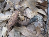Sarcodon scabrosus image
