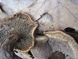 Sarcodon scabrosus image