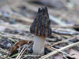 Morchella populiphila image