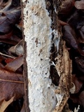 Phlyctibasidium polyporoideum image