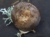 Agaricus stevensii image