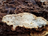 Antrodia serialiformis image