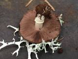 Agaricus stevensii image