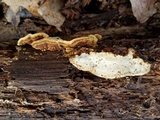 Antrodia serialiformis image