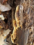 Antrodia serialiformis image