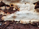 Antrodia serialiformis image
