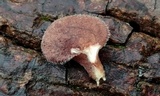 Panus lecomtei image