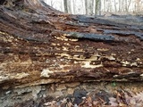 Antrodia serialiformis image