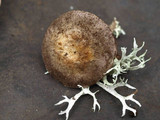 Agaricus stevensii image