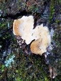 Steccherinum ochraceum image
