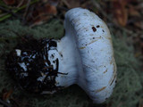 Cortinarius magnivelatus image