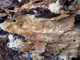 Wrightoporia avellanea image