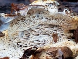 Wrightoporia avellanea image