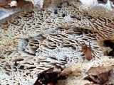 Wrightoporia avellanea image