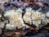 Wrightoporia avellanea image