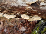 Cerrena unicolor image