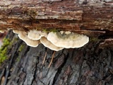Cerrena unicolor image