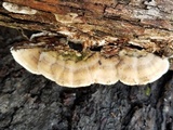 Cerrena unicolor image