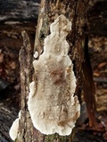 Cerrena unicolor image