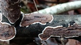 Peniophora albobadia image
