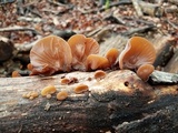 Auricularia fuscosuccinea image