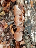Auricularia fuscosuccinea image